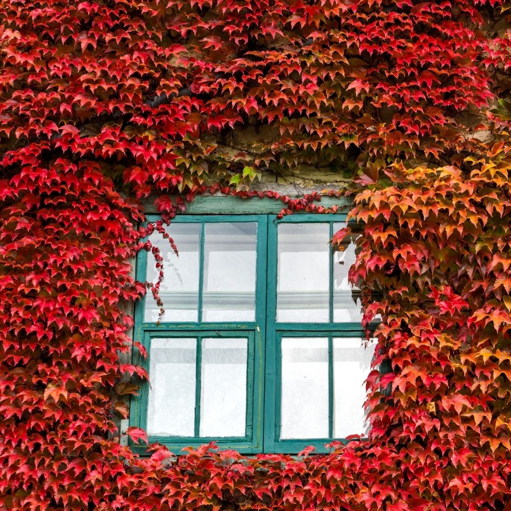 Őszi felkészülés a ház körül: tippek és teendők